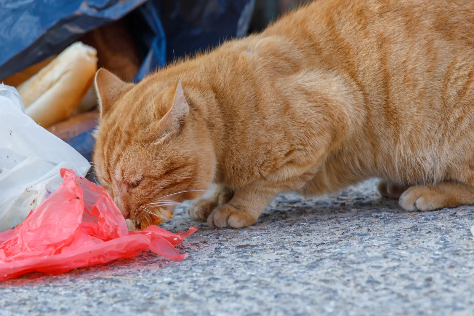 cat is eating on the ground